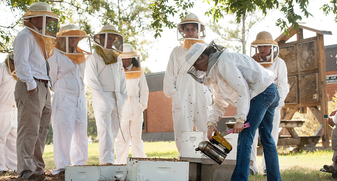 individuals watching someone remove bees from hive