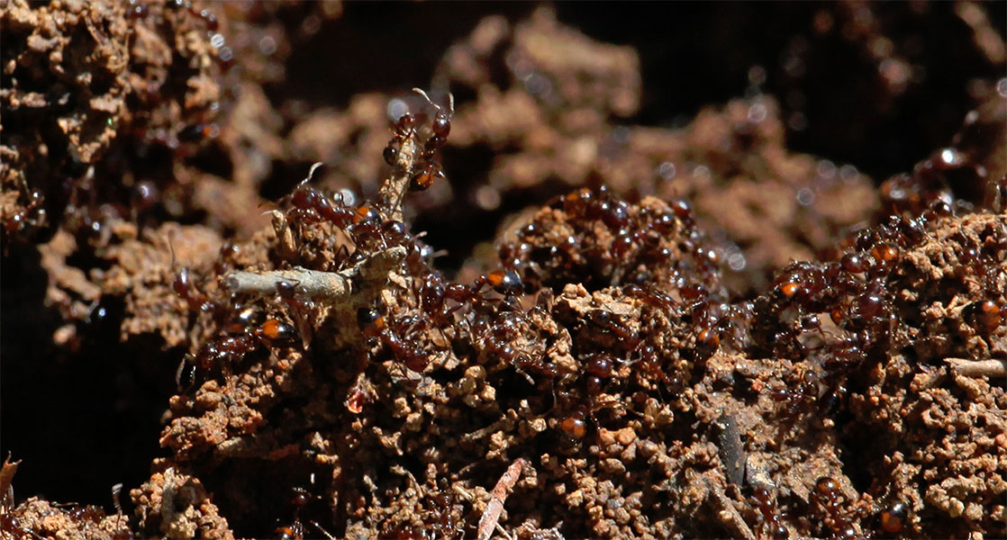 fire ant colony