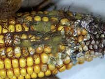 Corn Researchers Develop In-Field Aflatoxin Approach
