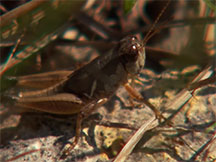 MSU Researcher Finds New Grasshopper Species
