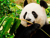 panda chewing on bamboo