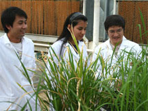 scientist in laboratory with rice