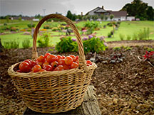 basket of tomatoes with landscape